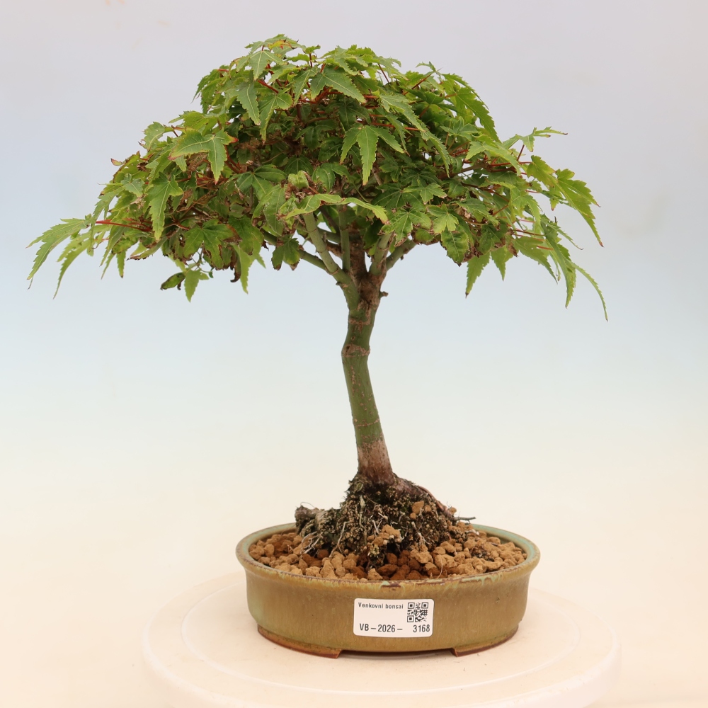 Acer palmatum KIOHIME - Palmetto-Ahorn