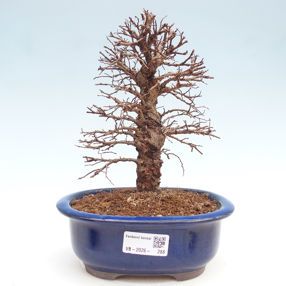 Bonsai für draußen - Zelkova - Zelkova NIRE