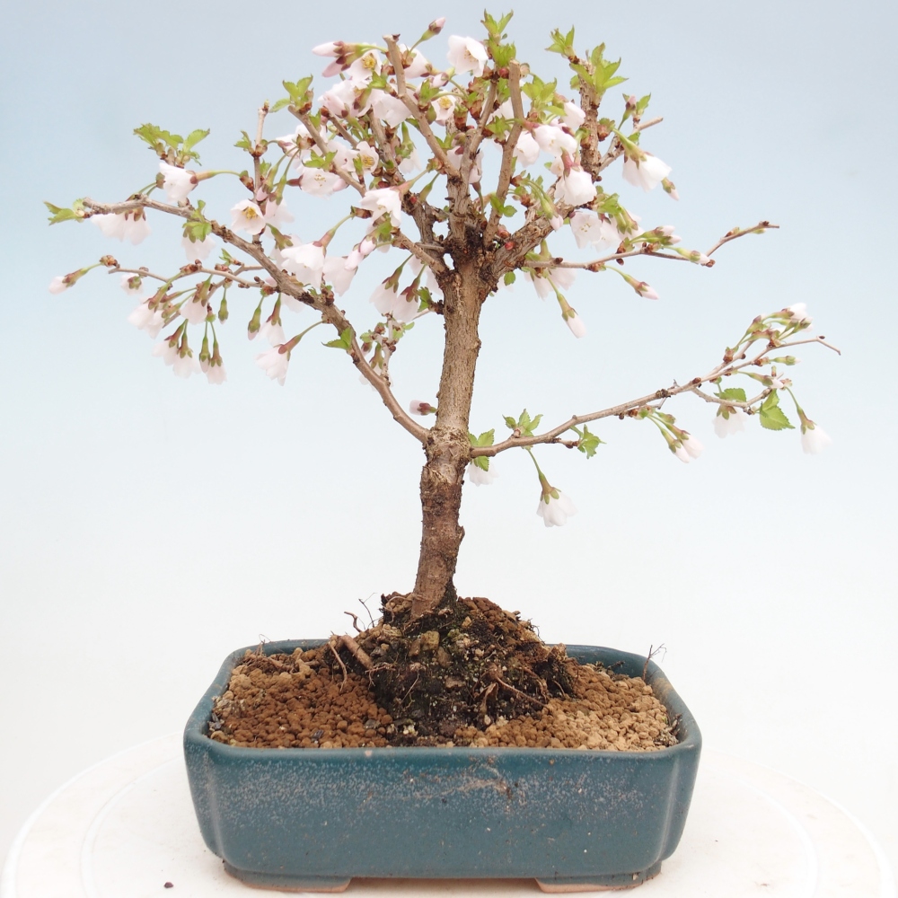Bonsai für draußen - Prunus incisa Kojou-no mai-Plivon ausgeschnitten