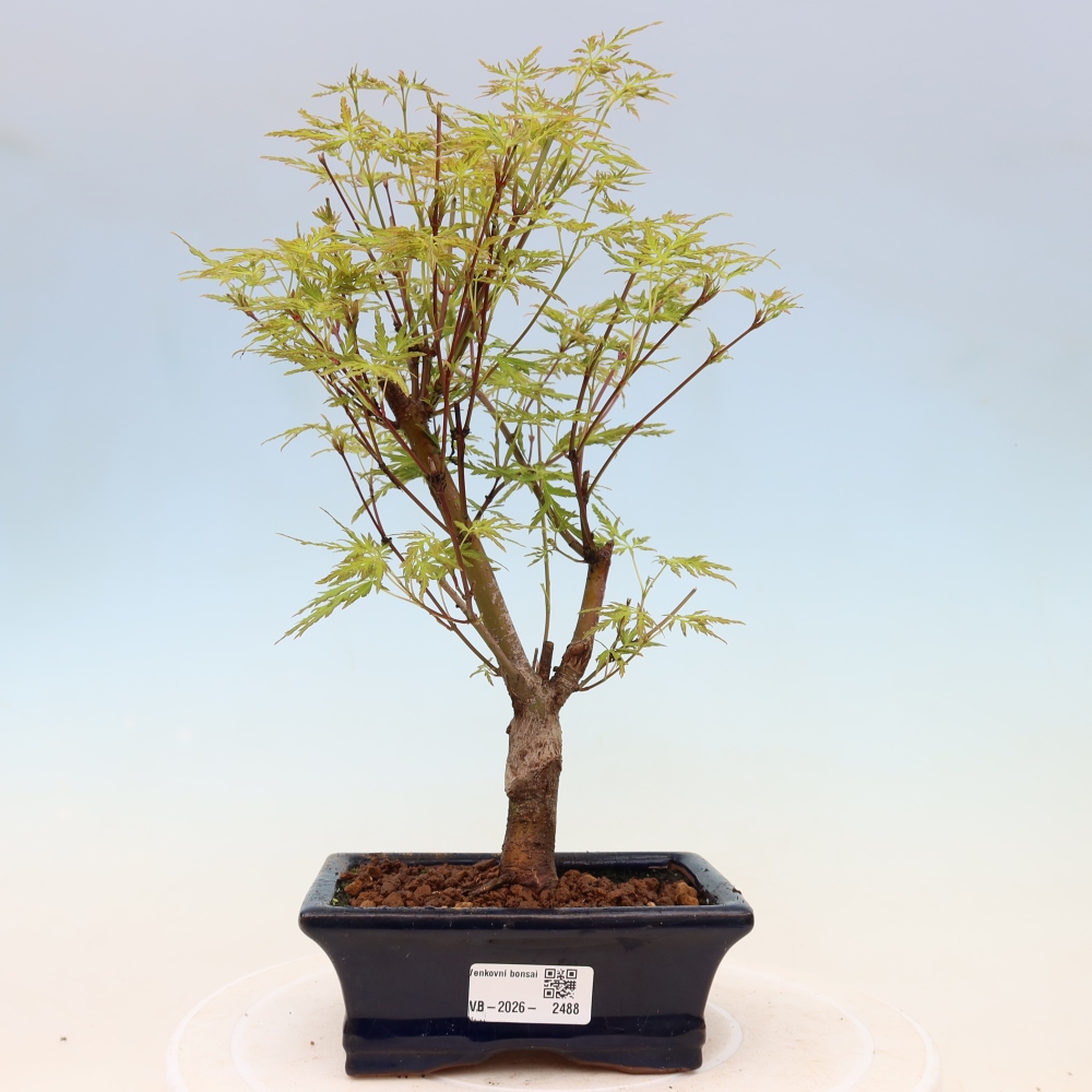 Bonsai für draußen - Acer palmatum Dissectum