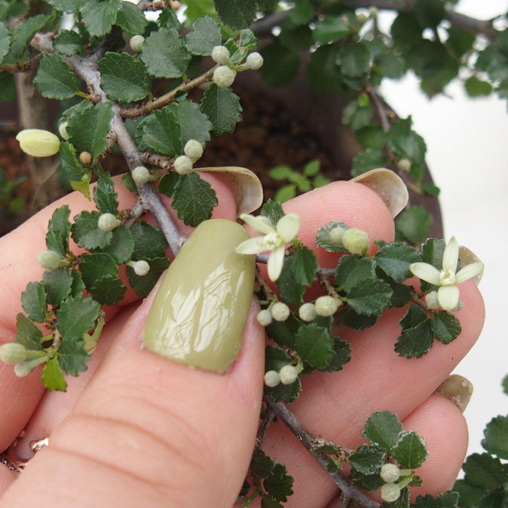 Zimmerbonsai - Grewia sp. - Grewia malafolia