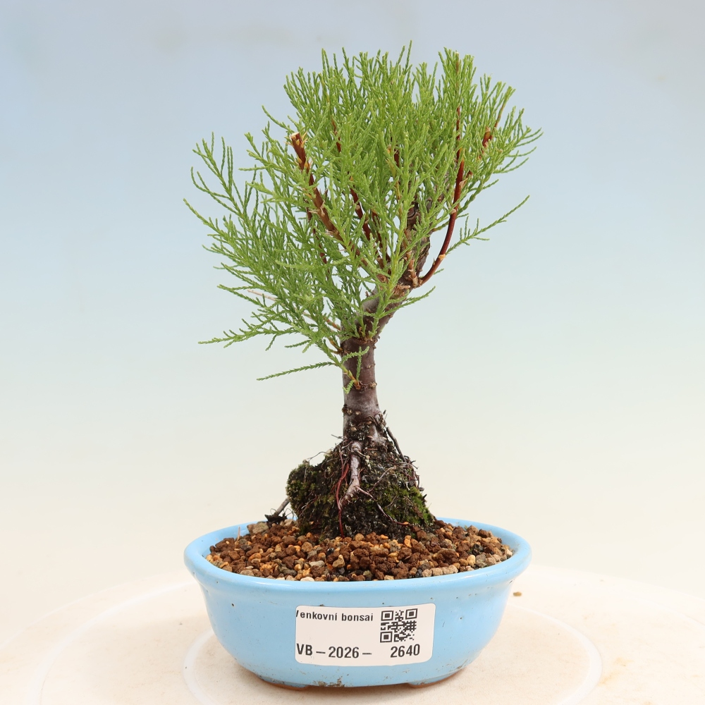 Bonsai für draußen - Tamariske - Tamarix