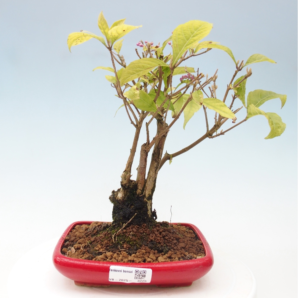 Bonsai für draußen - Callicarpa japonica
