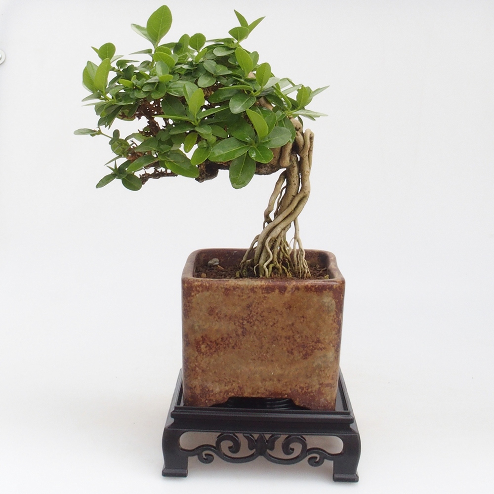 Bonsai-Tisch Kunststoff quadratisch 12,5 x 12,5 x 4 cm, Farbe schwarz