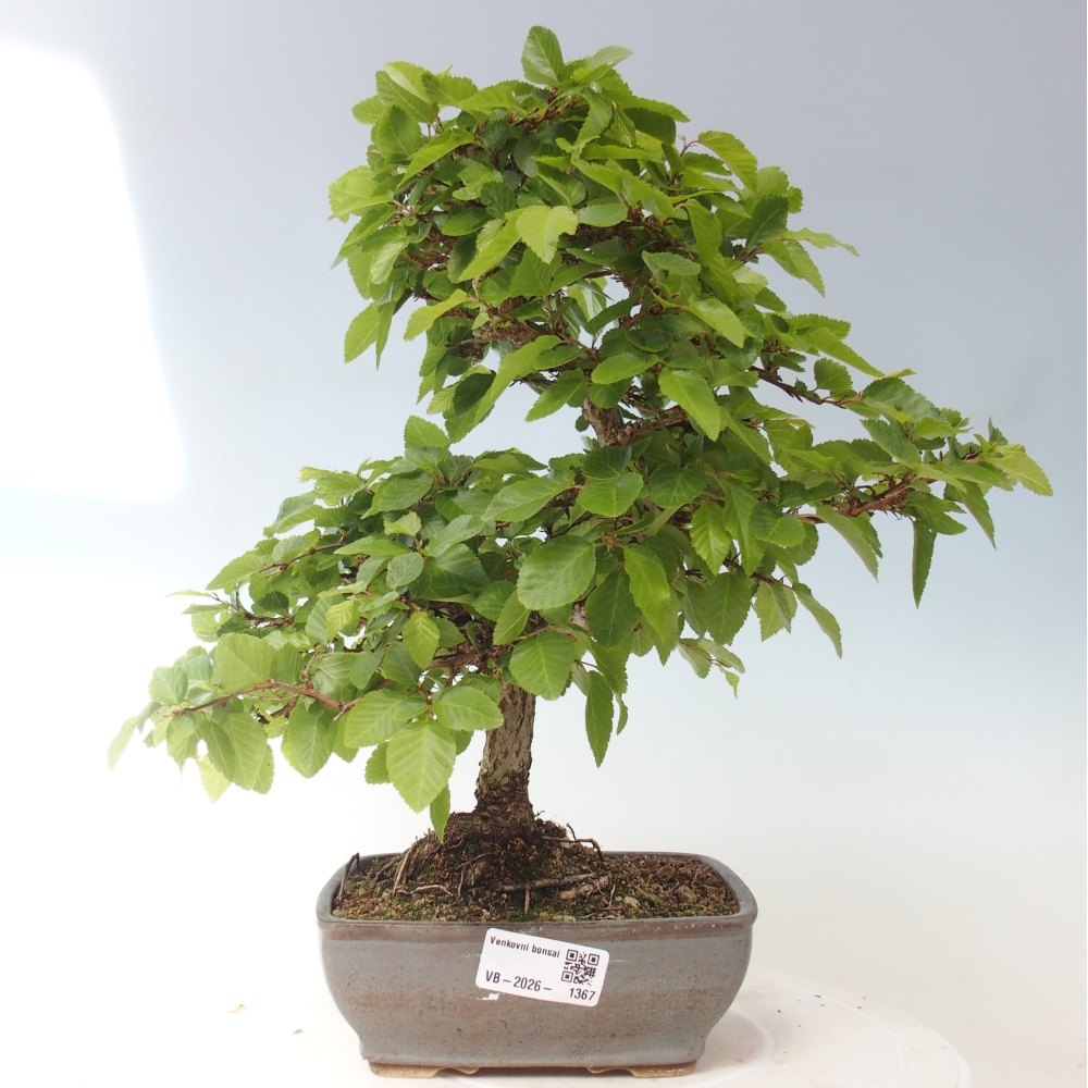 Bonsai für draußen -Carpinus CARPINOIDES - Koreanische Hainbuche