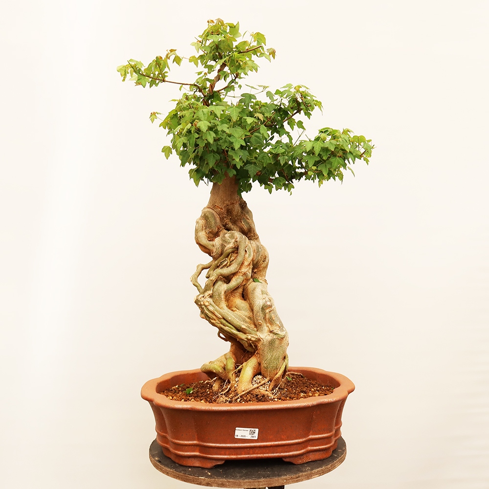 Bonsai für draußen - Ahorn Burger - Acer Burgerianum