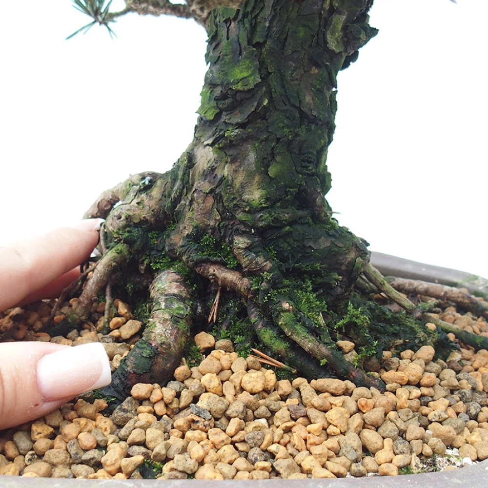 Bonsai für draußen - Pinus thunbergii Kotobuki - Thunberg-Kiefer