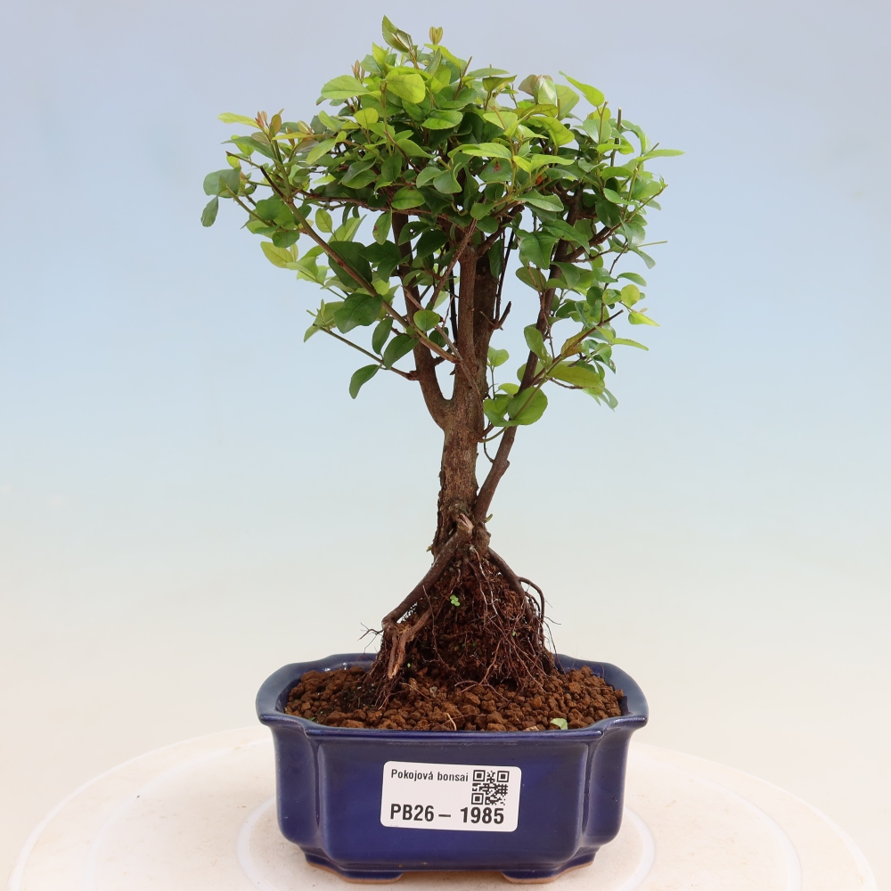 Zimmer Bonsai - Sageretia thea - Sageretia thea