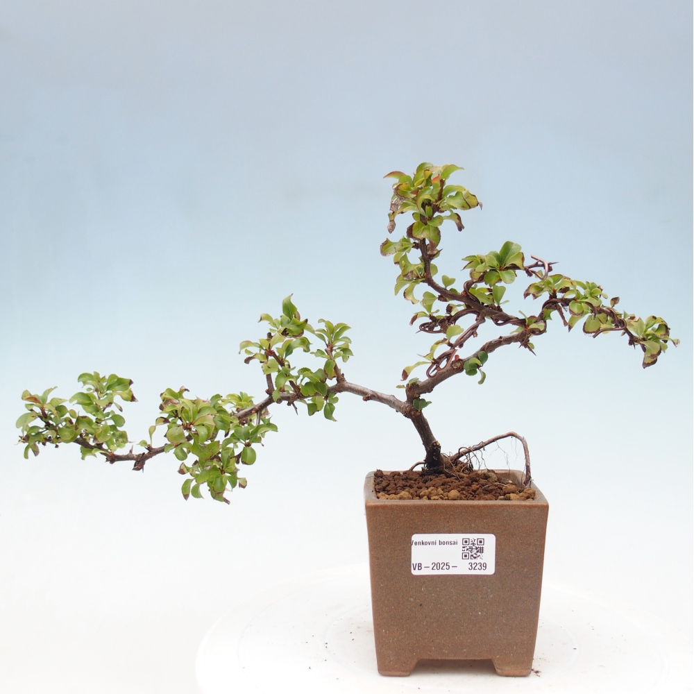 Bonsai für draußen - Chaneomeles s. Red Joy - Quitte
