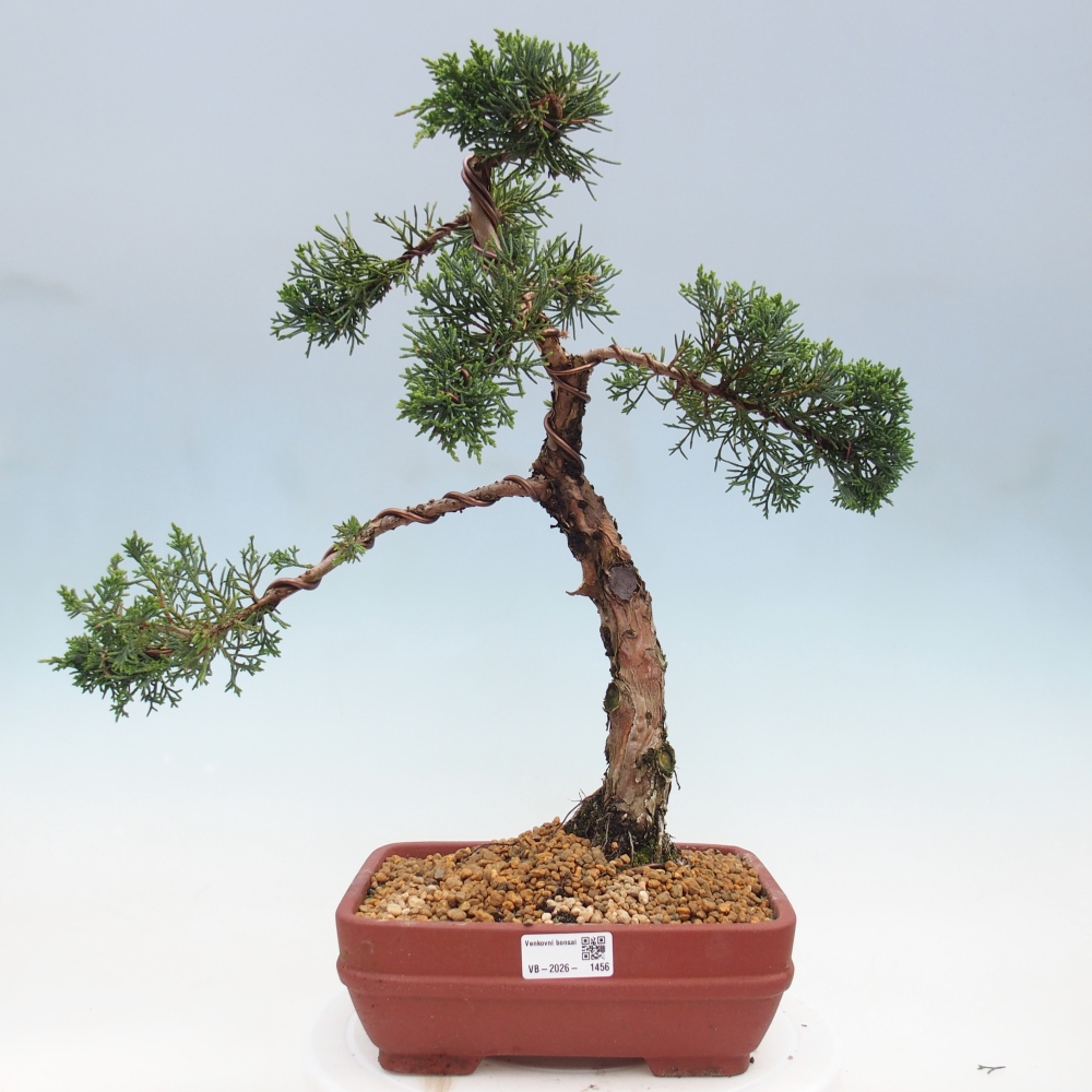 Bonsai für draußen - Juniperus chinensis Kishu