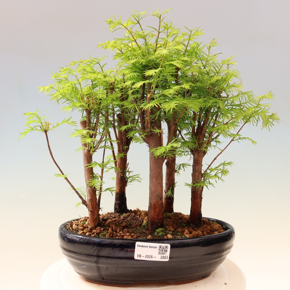 Bonsai für den Außenbereich – Metasequoia glyptostroboides – Chinesische Metasequoia – Wäldchen
