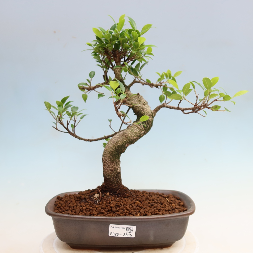 Zimmerbonsai - Ficus kimmen - Kleinblättriger Ficus