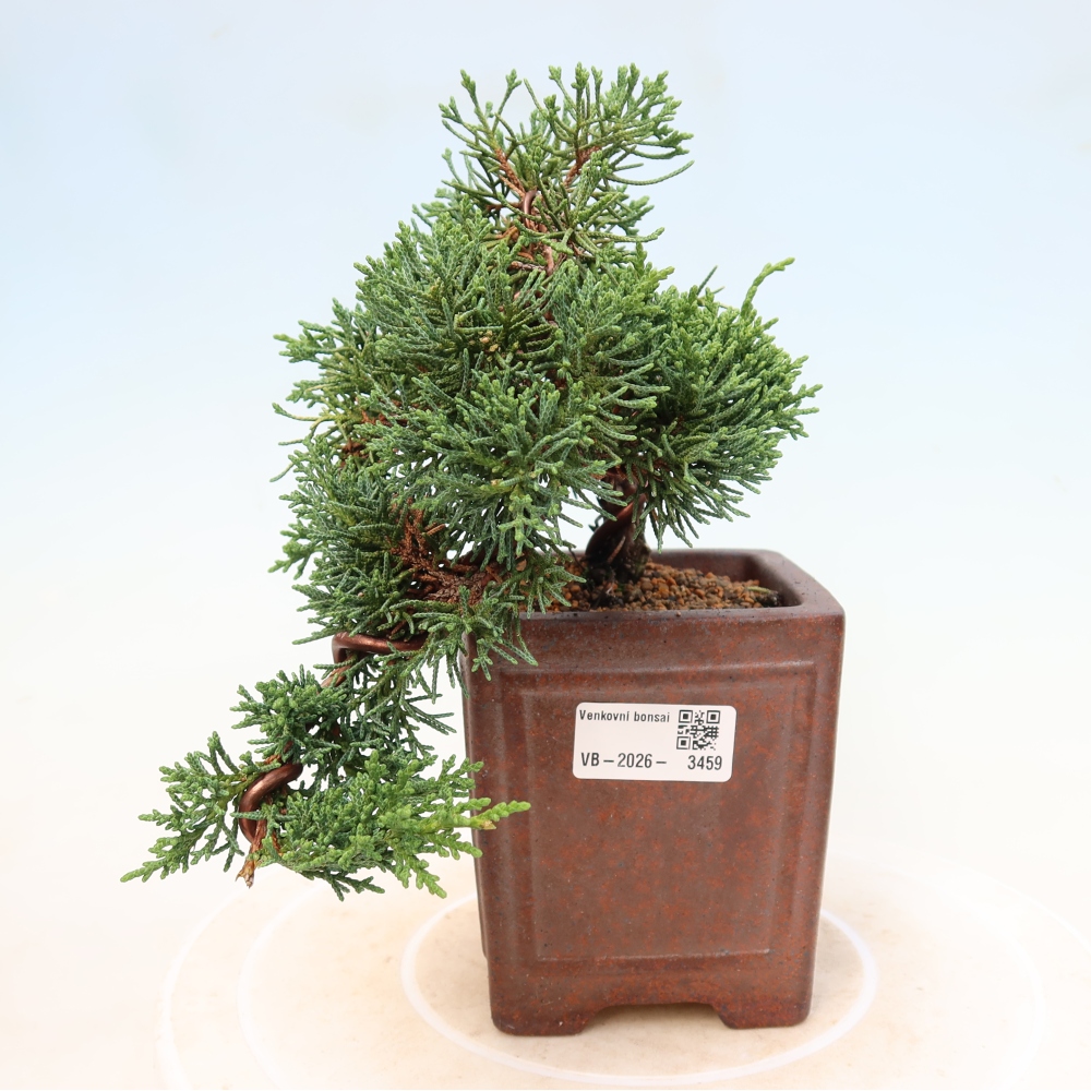 Bonsai für draußen - Juniperus chinensis Kishu