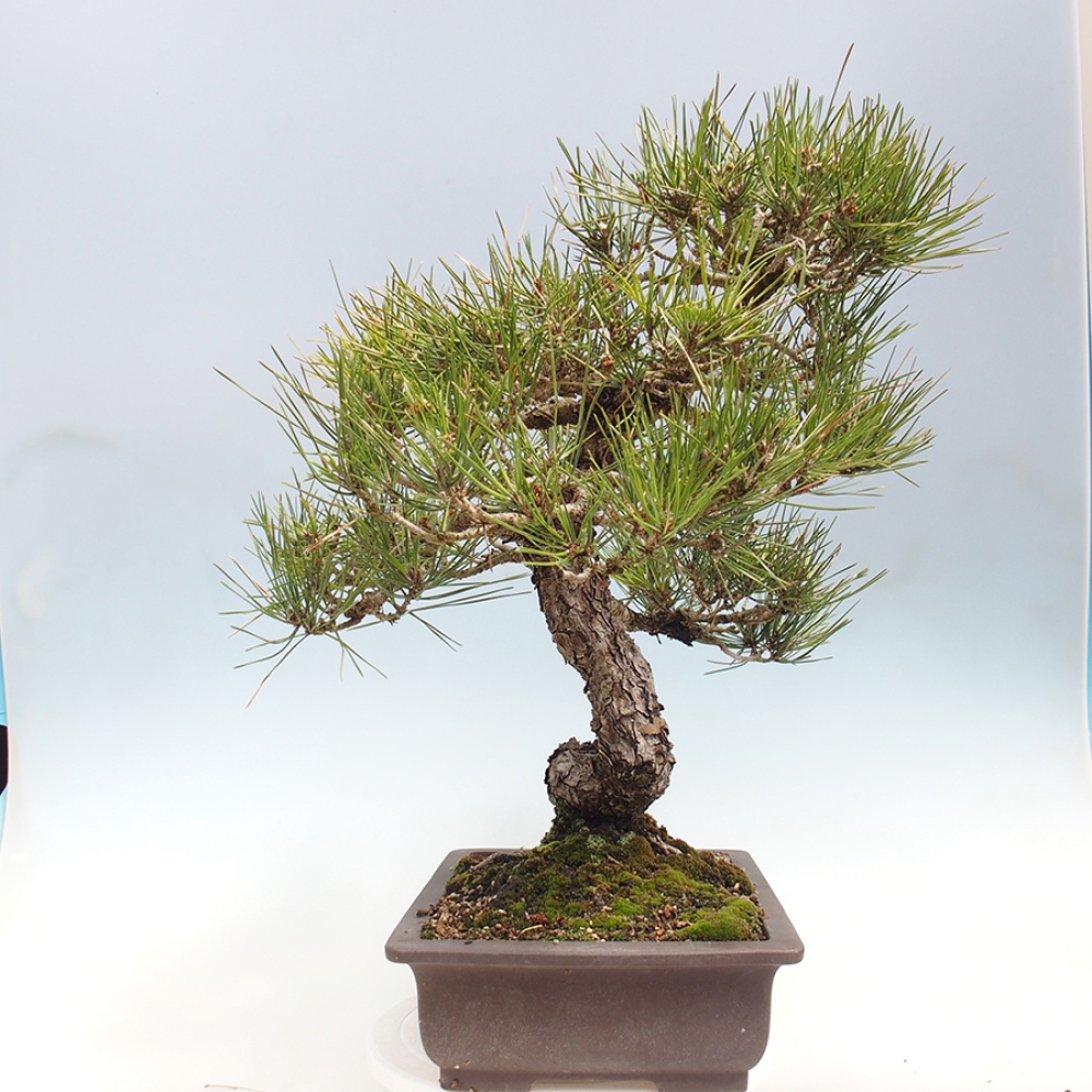 Bonsai für draußen - Pinus thunbergii - Thunberg-Kiefer