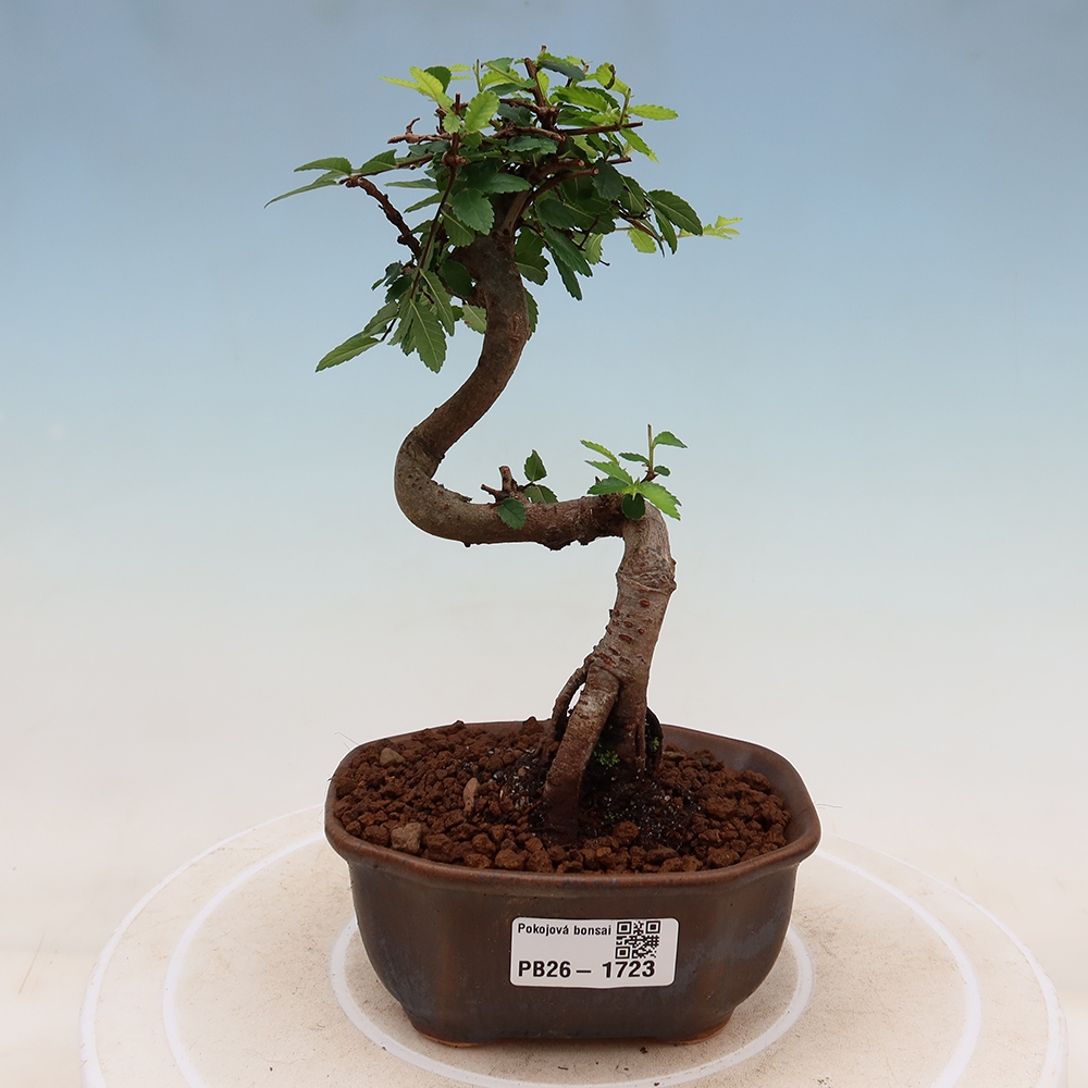 Zimmerbonsai - Ulmus parvifolia - Kleinblättrige Ulme