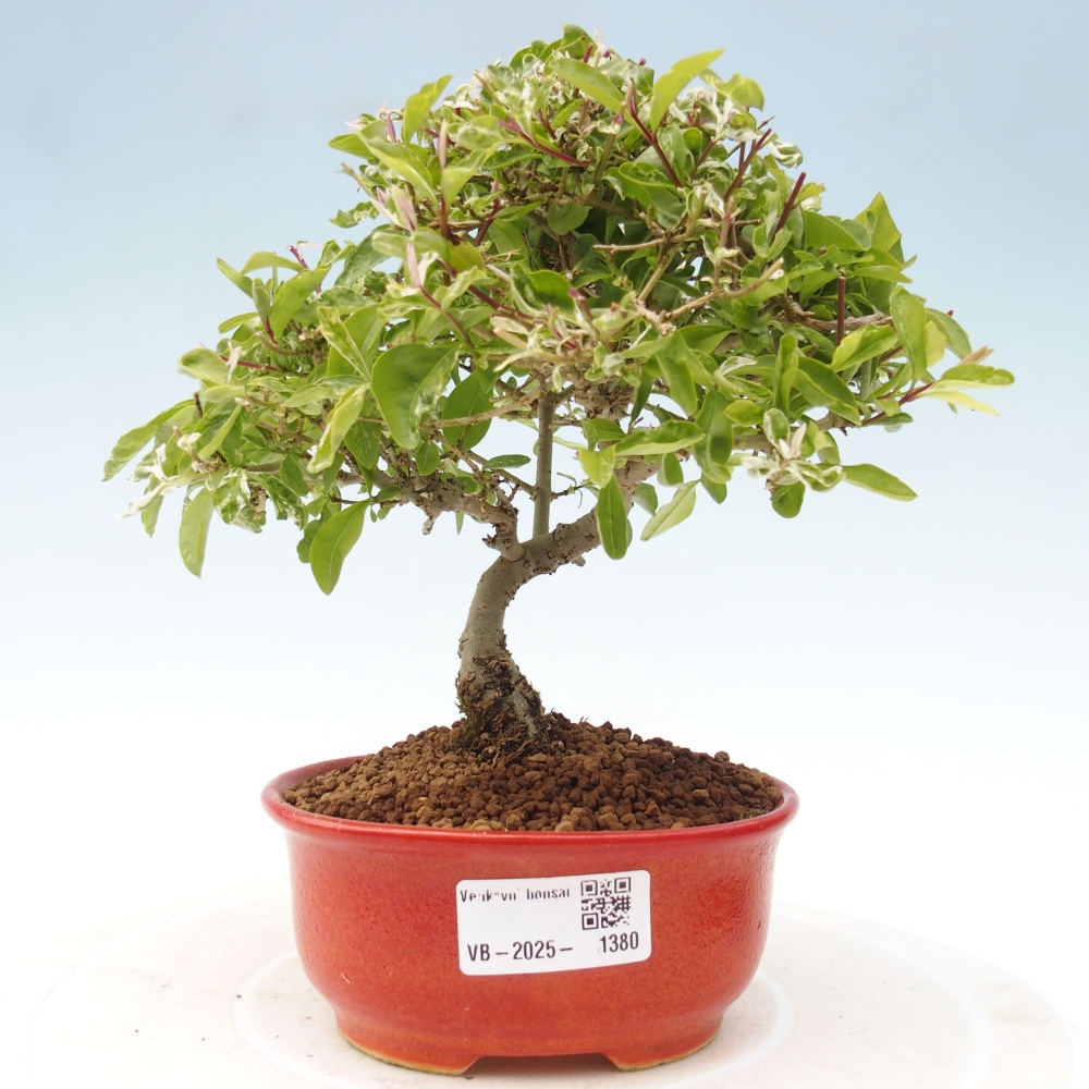Bonsai für draußen - Ligustrum obtusifolium