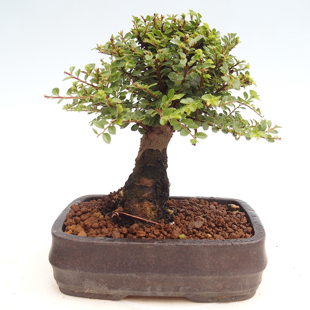 Bonsai für draußen - Ulmus parvifolia Hokkaido - Chinesische Ulme