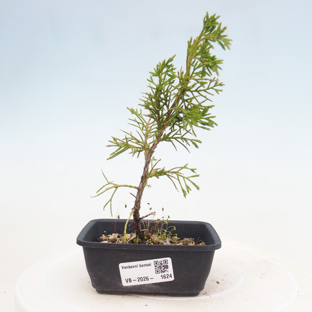 Bonsai für draußen - Juniperus chinensis Itoigawa