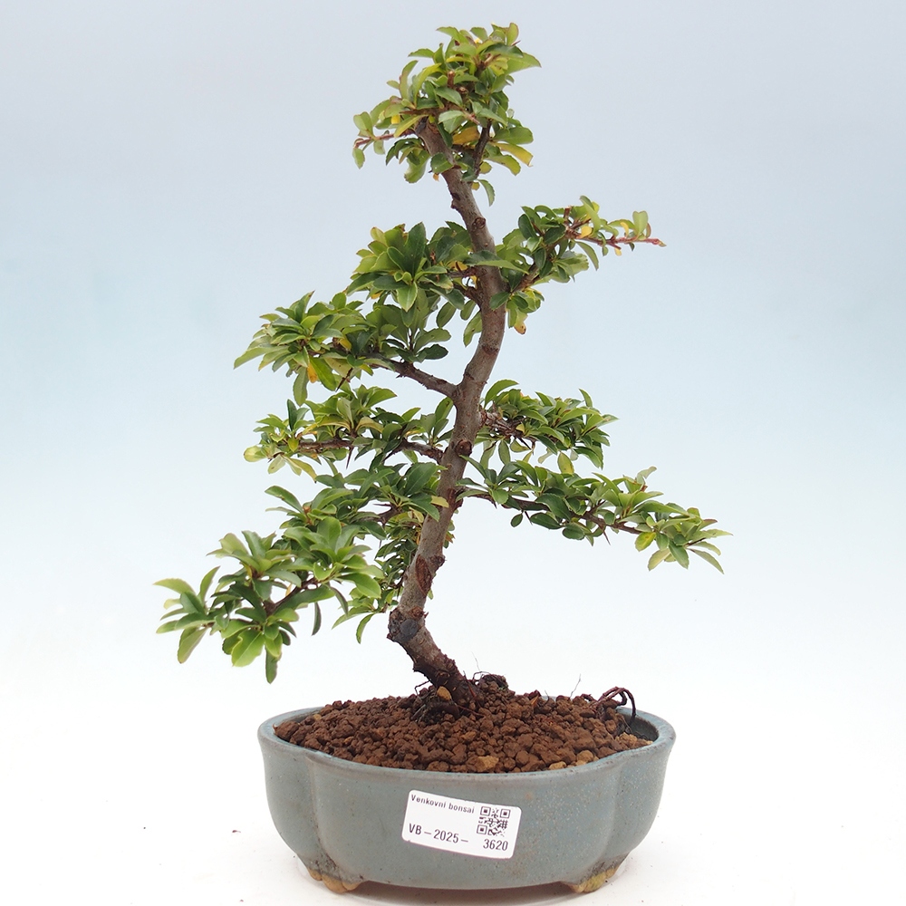 Freiland-Bonsai-Pyracantha Teton -Hlox