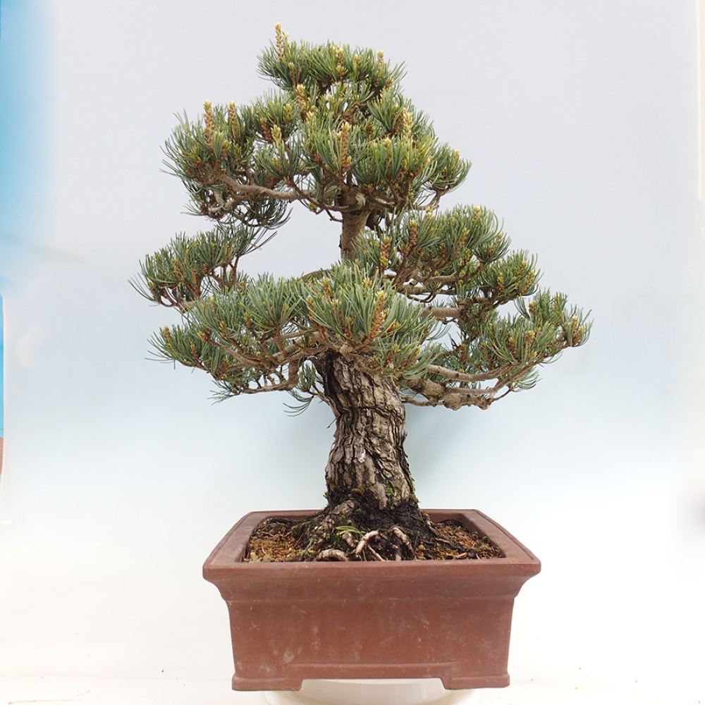Bonsai für draußen - Pinus parviflora - Pinus parviflora