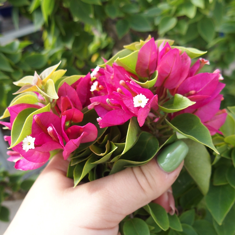 Zimmer Bonsai - Bouganwilea