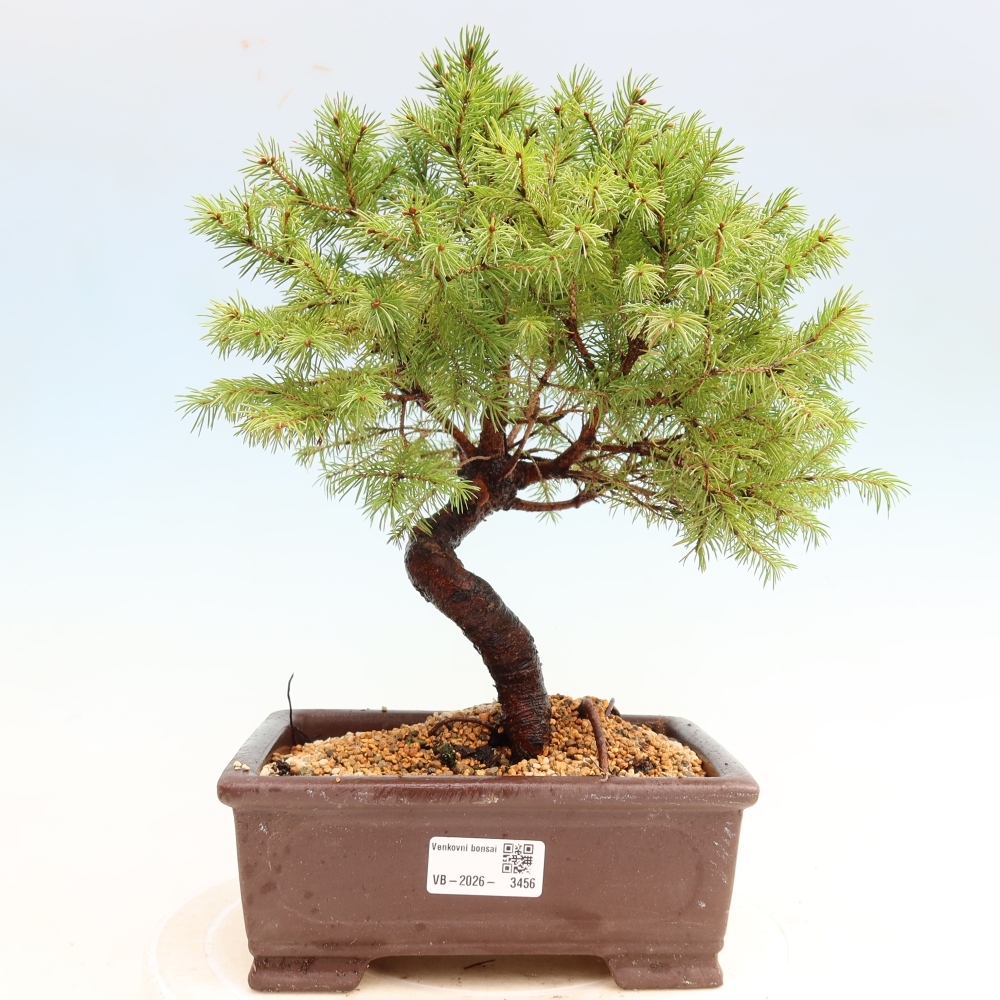Bonsai für den Außenbereich – Graufichte – Picea glauca Globe