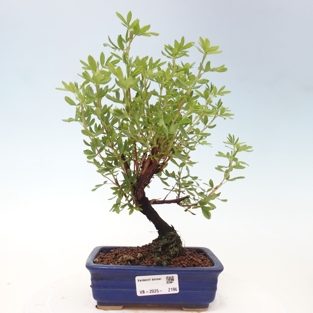 Bonsai für draußen - Potentila fruticosa gelber Vogel
