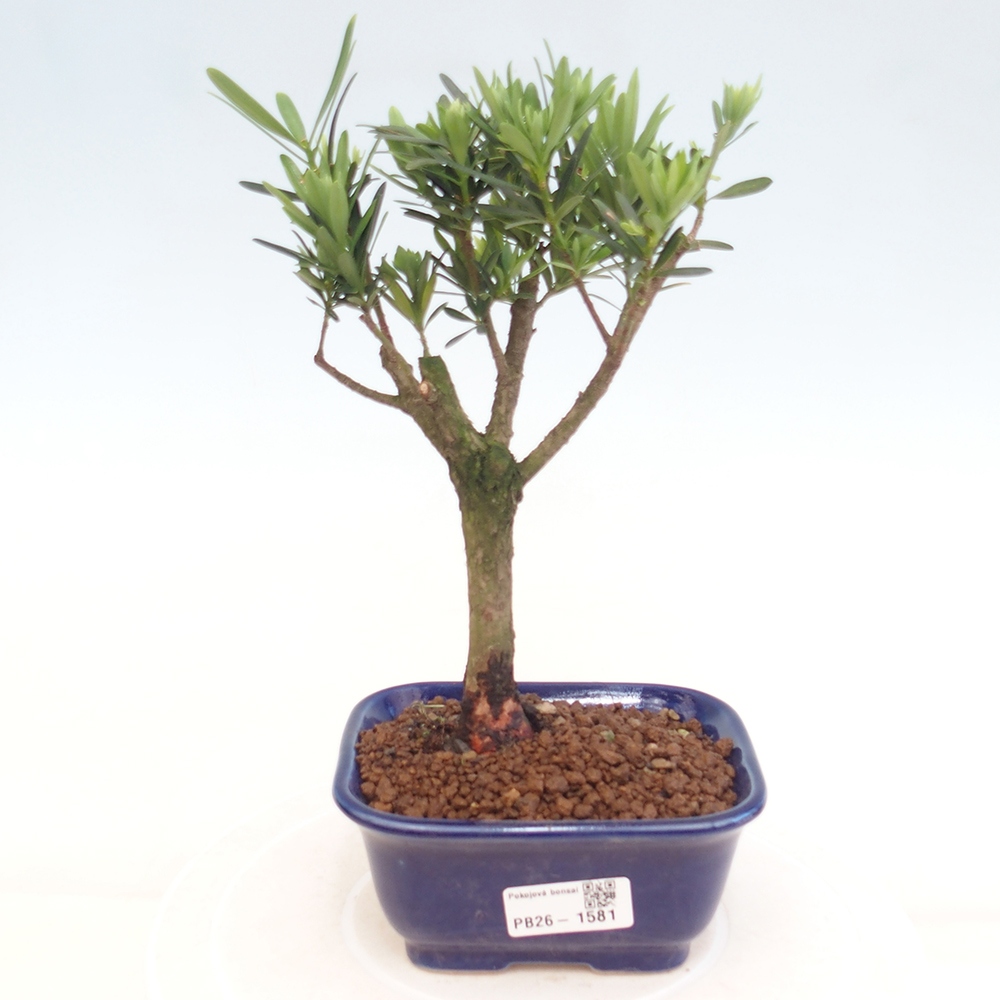 Zimmerbonsai - Podocarpus - Stein-Eibe