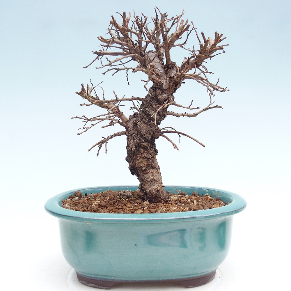 Bonsai für draußen - Zelkova - Zelkova NIRE