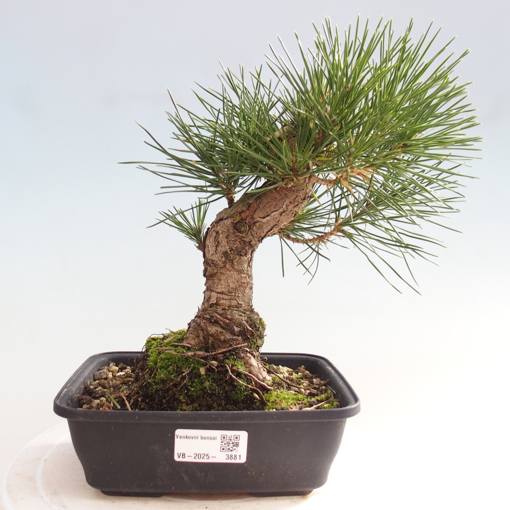 Bonsai für draußen - Pinus thunbergii - Thunberg-Kiefer