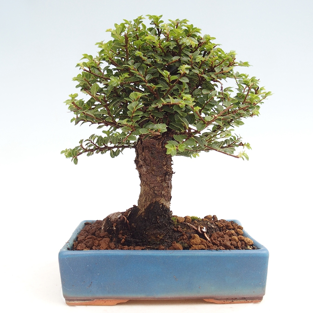 Bonsai für draußen - Ulmus parvifolia Hokkaido - Chinesische Ulme