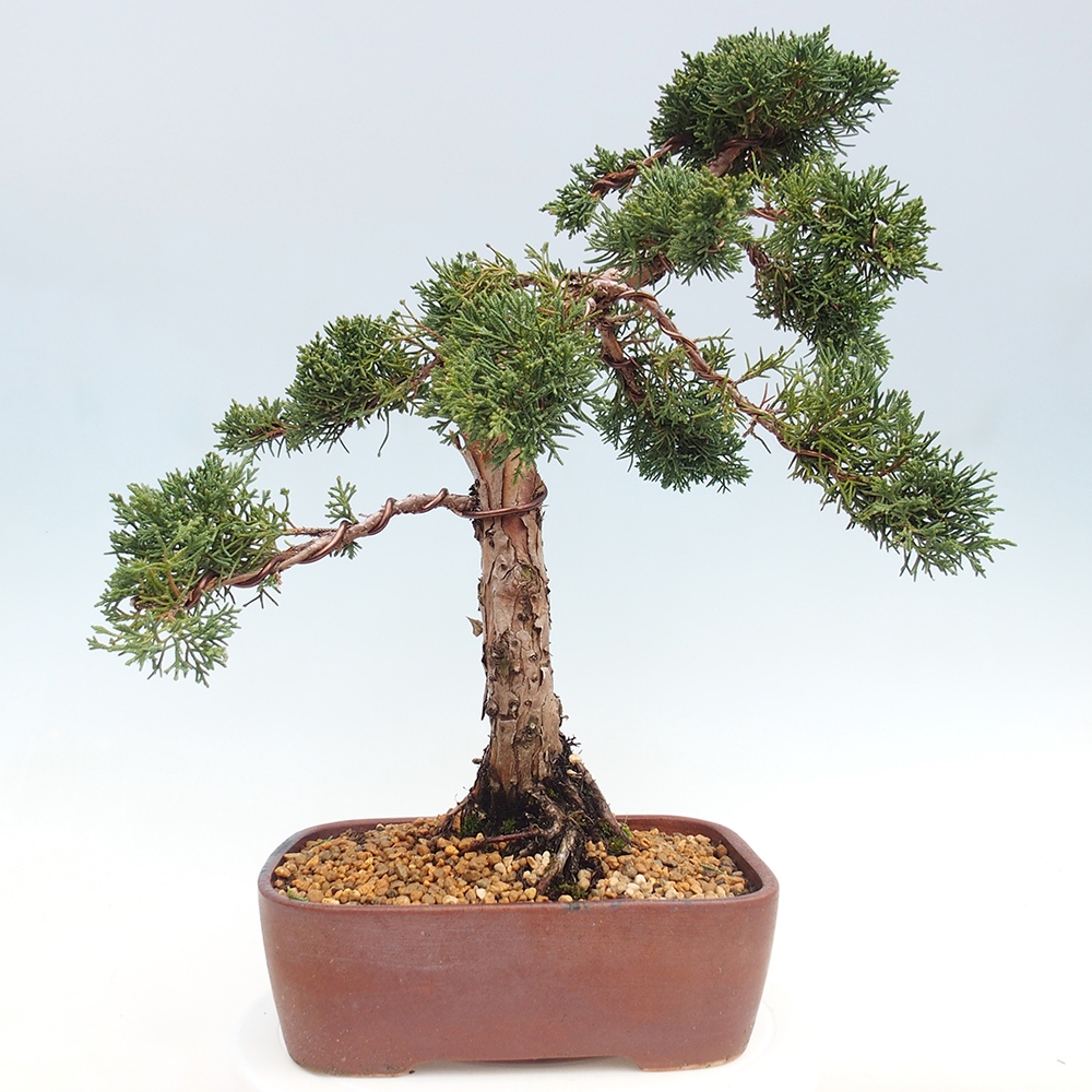 Bonsai für draußen - Juniperus chinensis Kishu