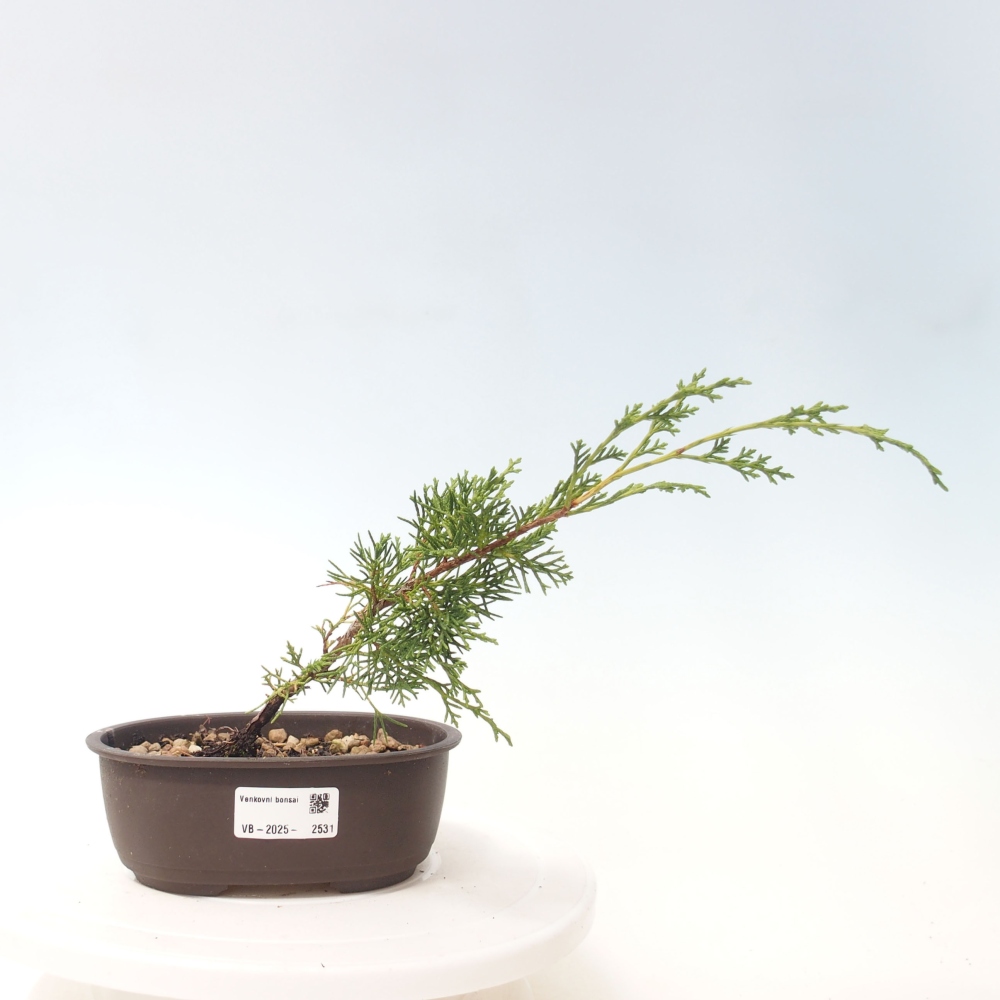 Bonsai für draußen - Juniperus chinensis Itoigawa