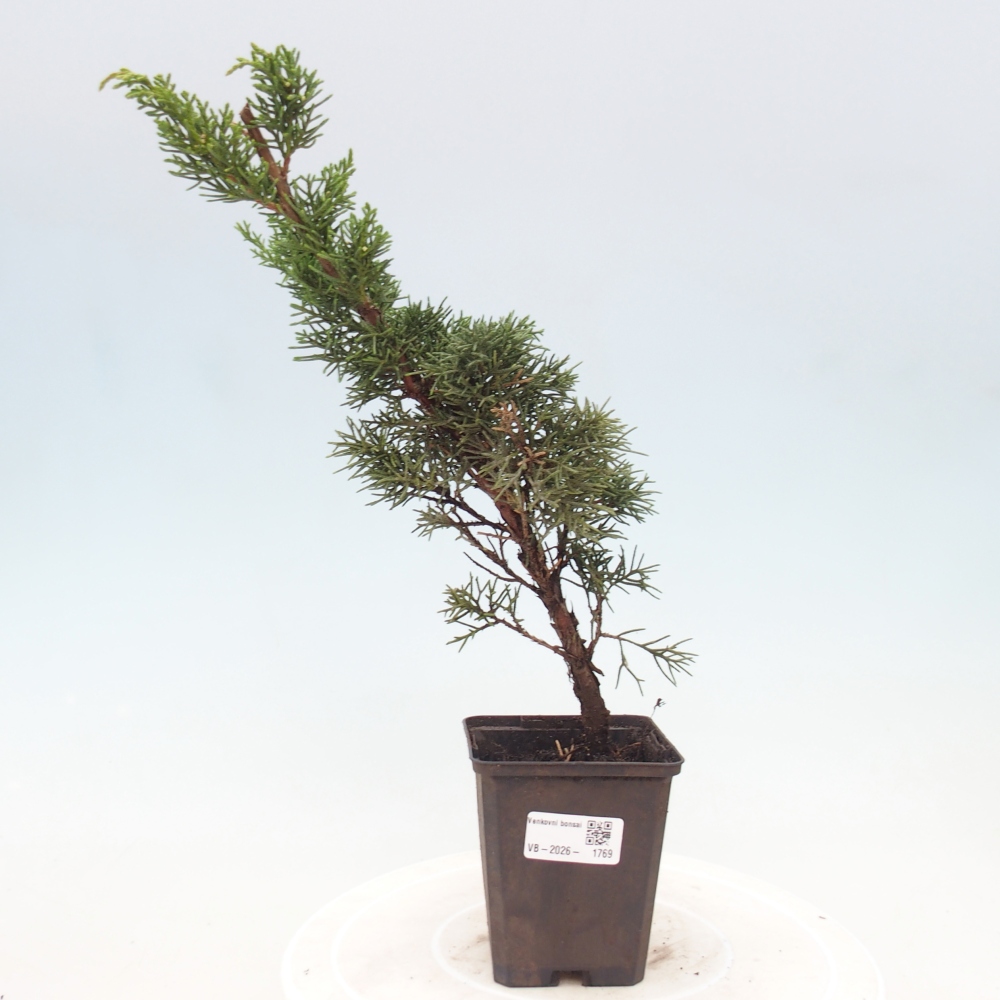 Bonsai für draußen - Juniperus chinensis Kishu