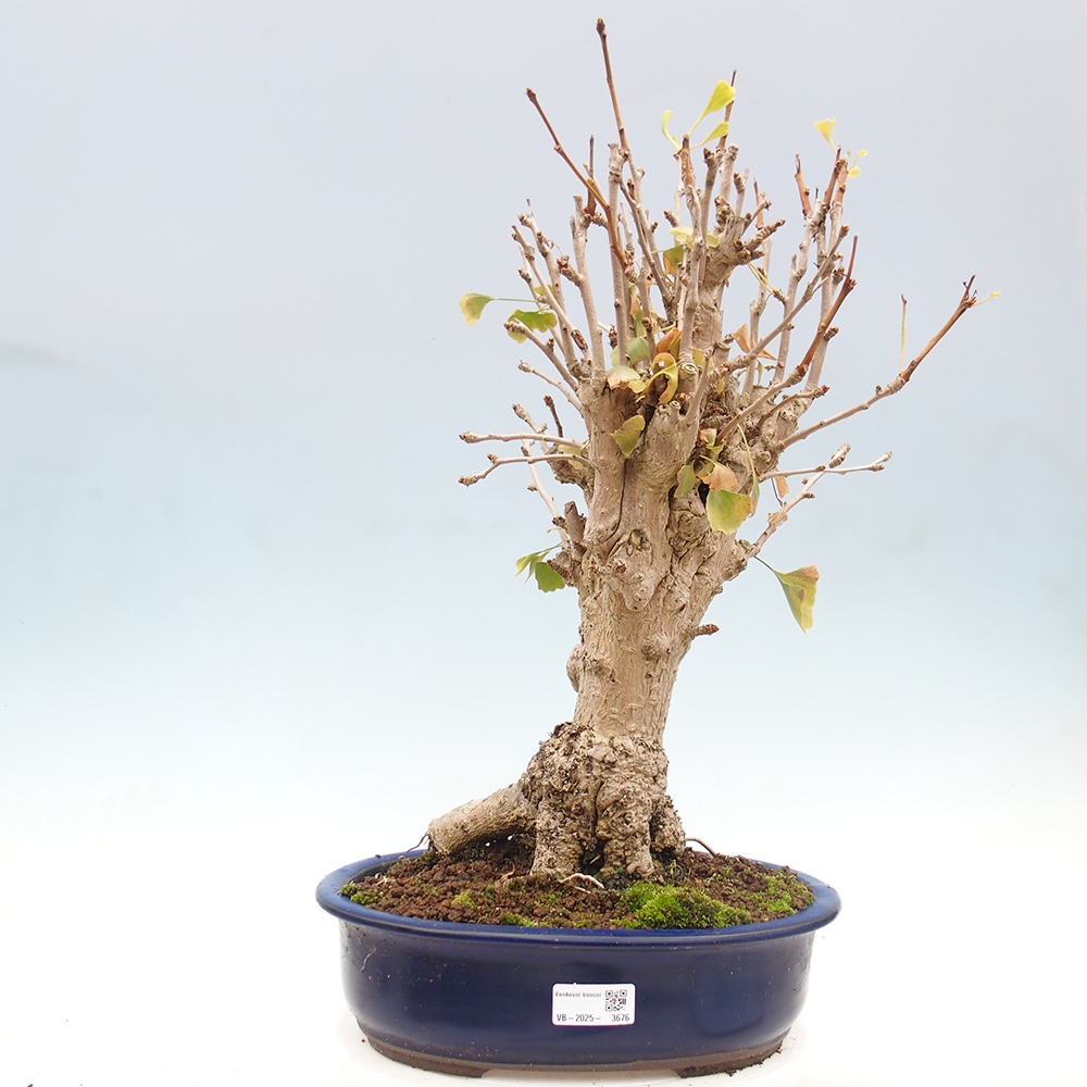 Bonsai für draußen - Ginkgo biloba - Ginkgo biloba