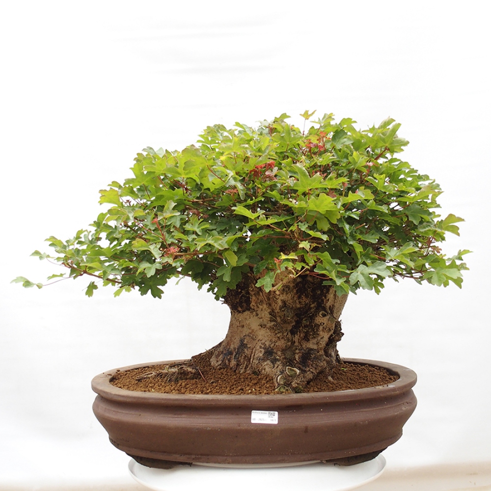 Bonsai für draußen - Acer Campestre - Ahorn babyka