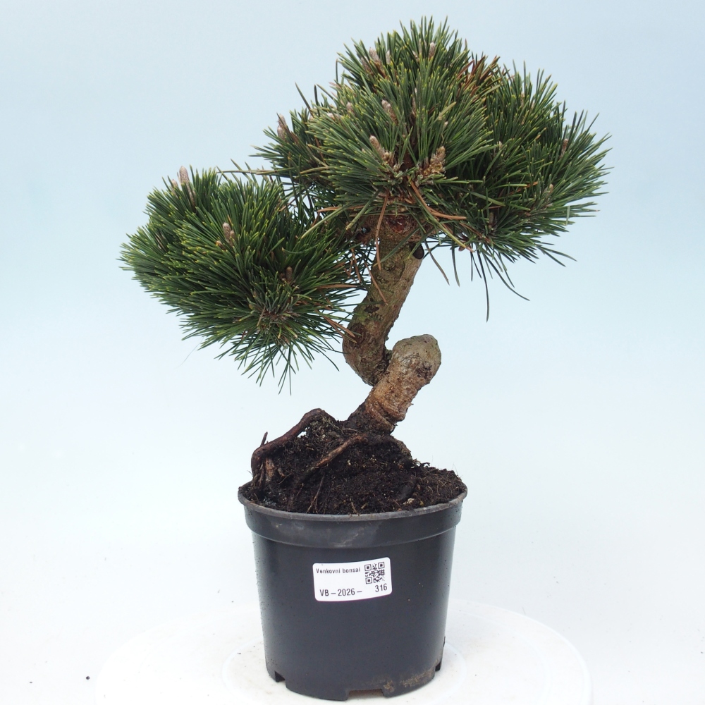 Bonsai für draußen - Pinus thunbergii senjyumaru - Thunberg-Kiefer