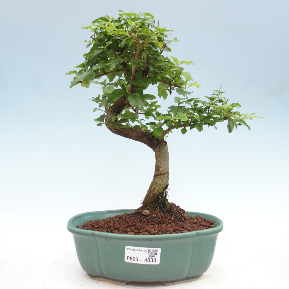 Zimmer Bonsai -Ligustrum chinensis - Vogelschnabel