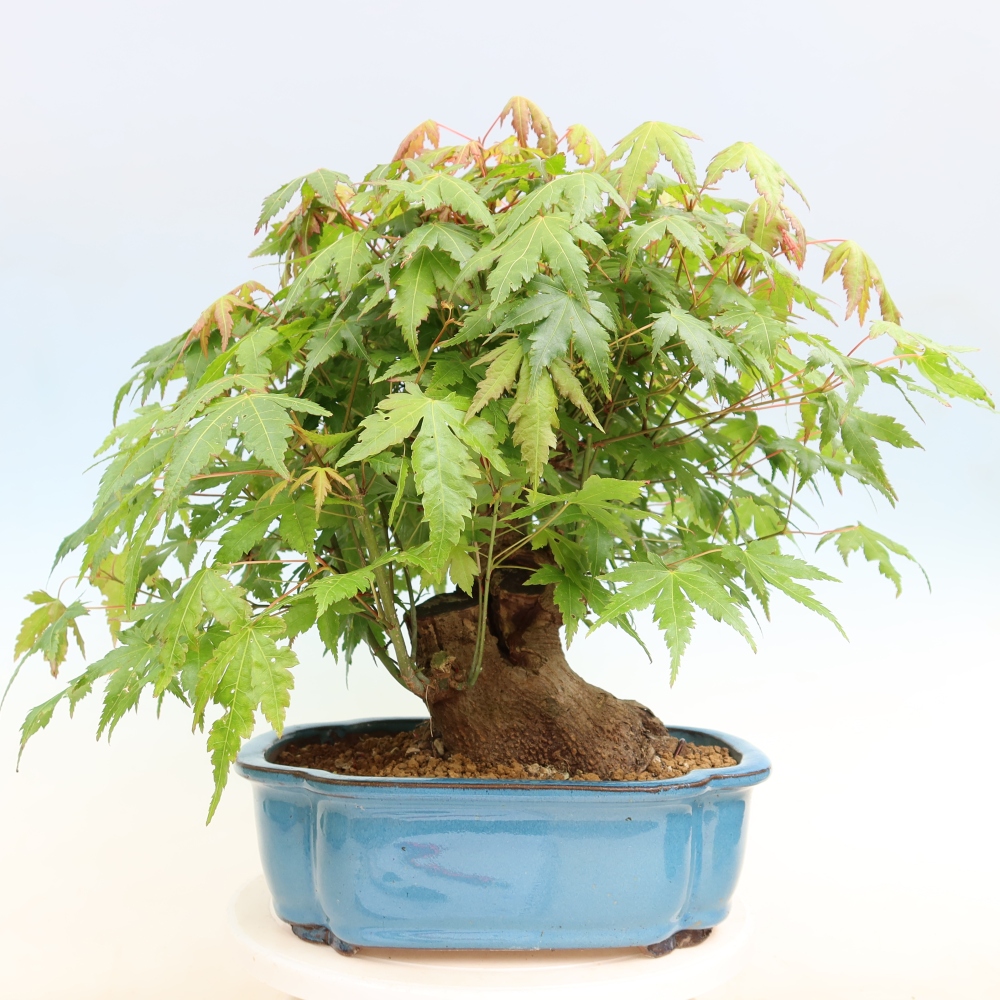 Bonsai für draußen - Ahorn Burger - Acer Burgerianum
