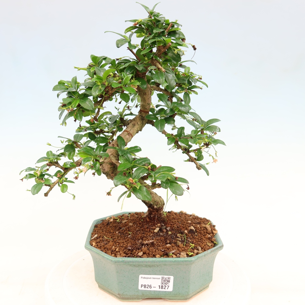 Zimmer-Bonsai - Carmona macrophylla - Tee-Fuki
