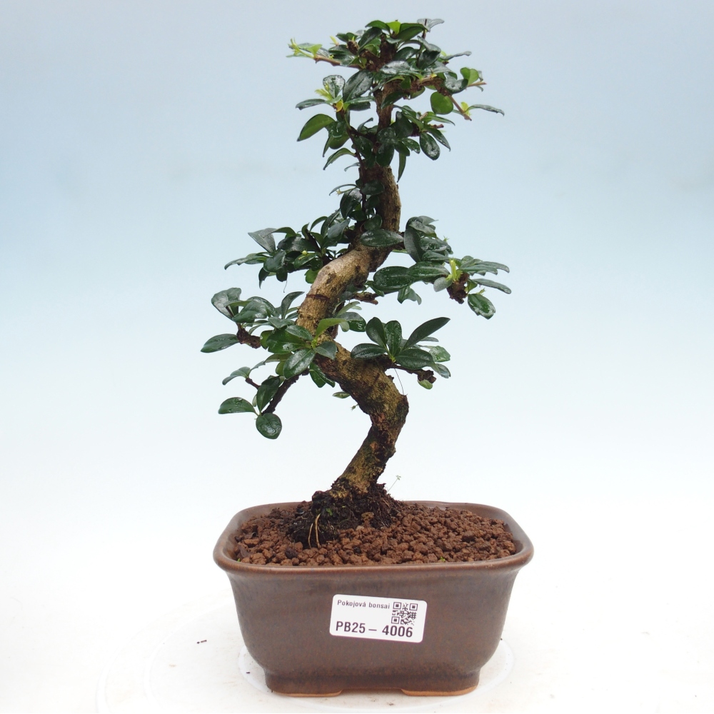 Zimmer-Bonsai - Carmona macrophylla - Tee-Fuki