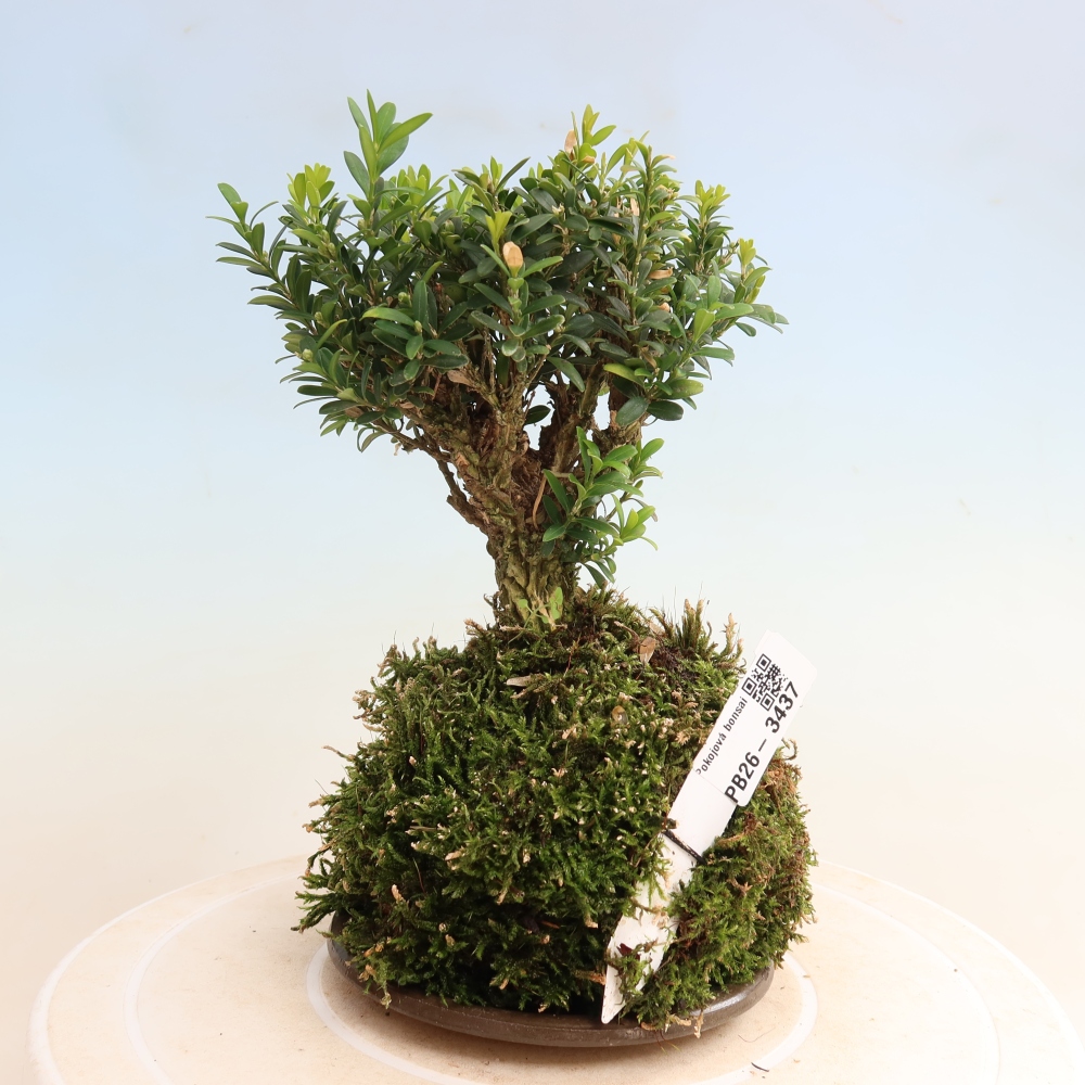 Kokedama mit Untersetzer – Buxus harlandii – Korkbuchsbaum  