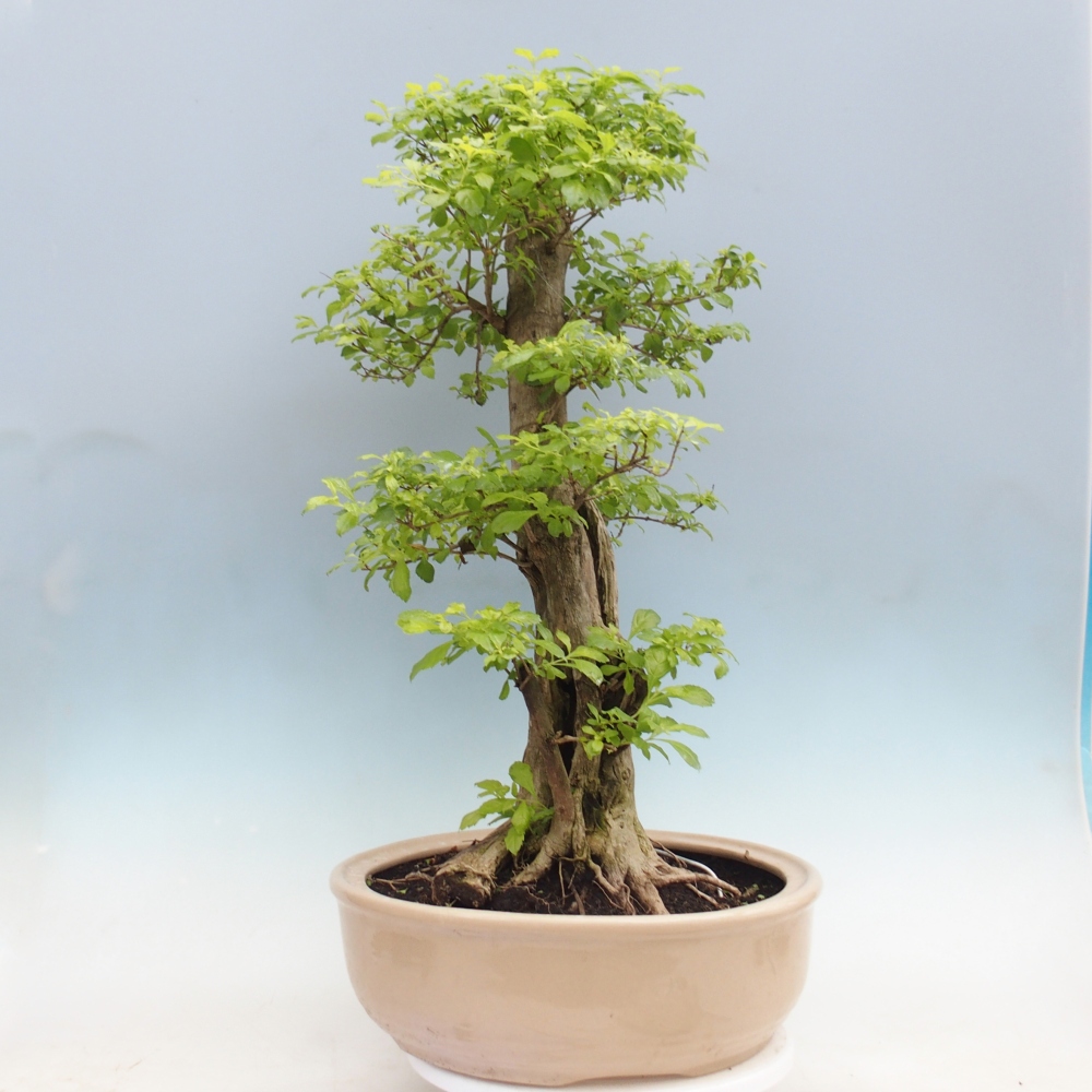 Zimmerbonsai - Duranta erecta Aurea - NUR PERSÖNLICHE ABHOLUNG oder Palettentransport
