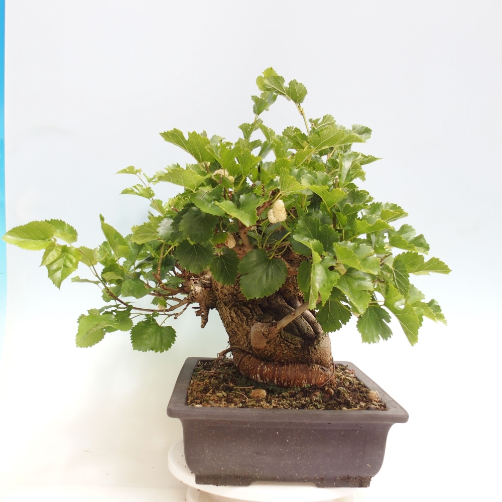 Bonsai für draußen -Morus alba - Maulbeere