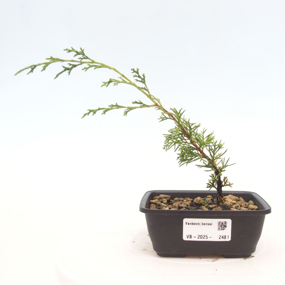 Bonsai für draußen - Juniperus chinensis Itoigawa