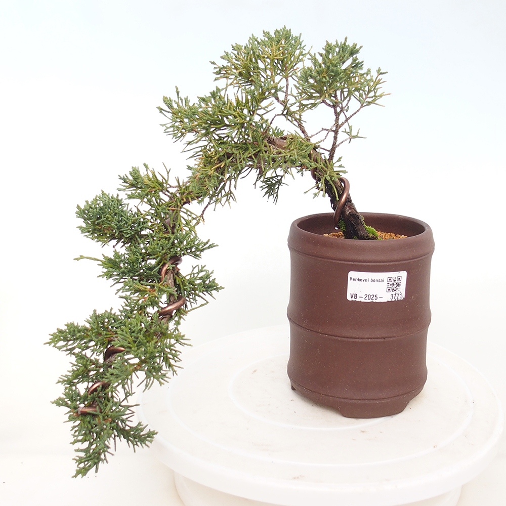 Bonsai für draußen - Juniperus chinensis Kishu