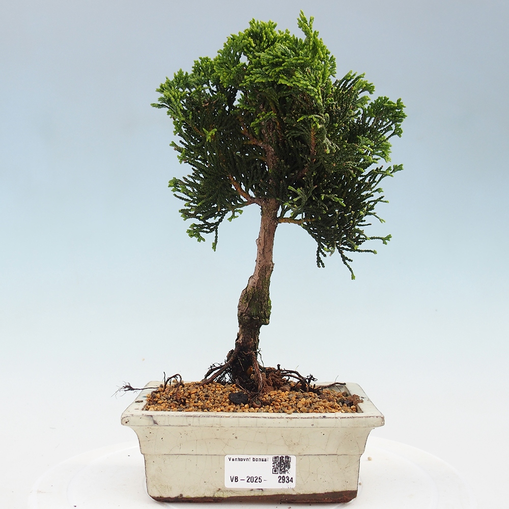 Bonsai für draußen - Cham.pis obtusa Nana Gracilis - Zypresse
