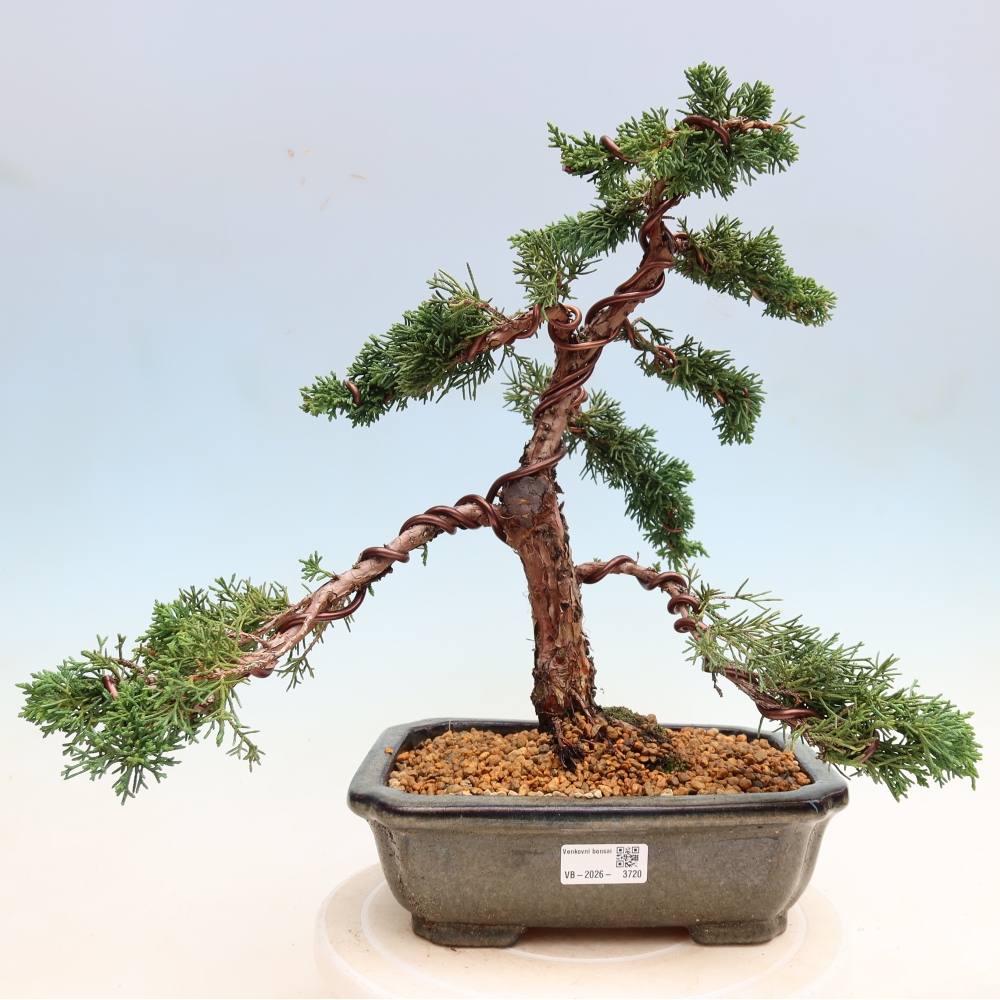Bonsai für draußen - Juniperus chinensis Kishu