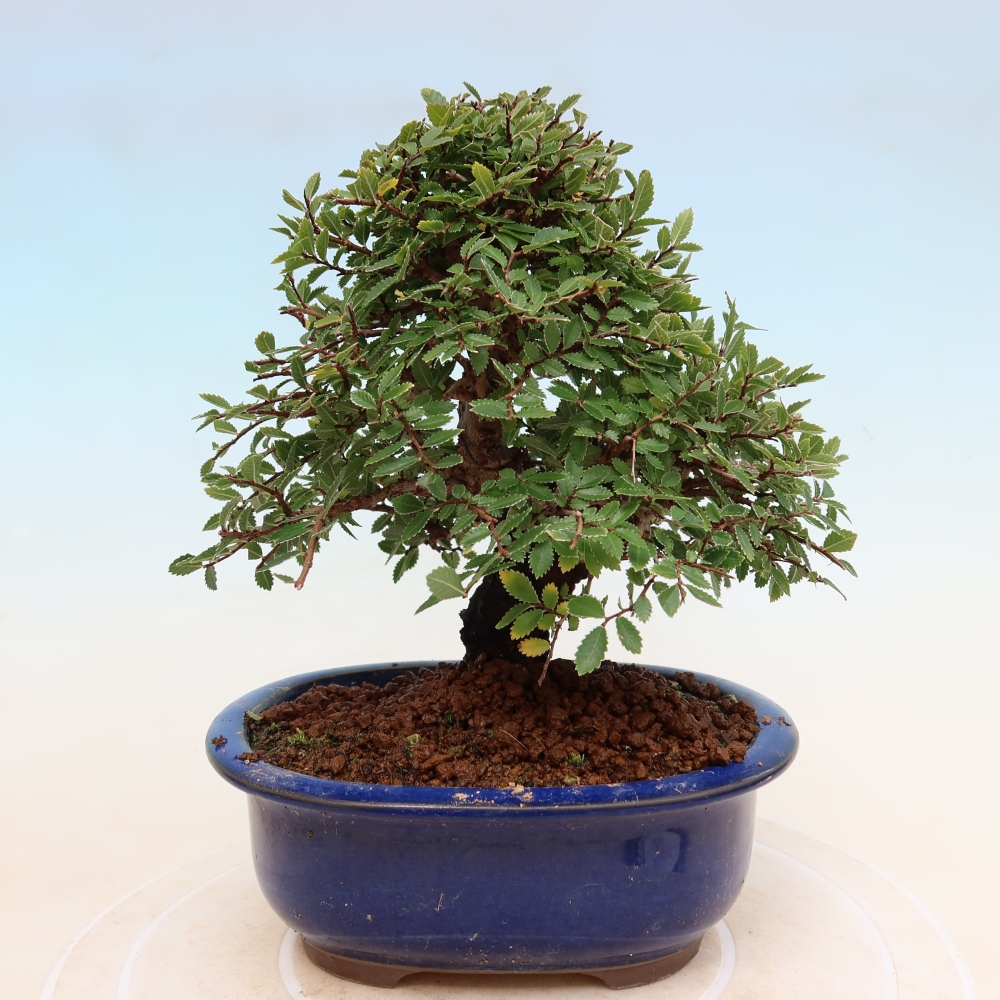 Bonsai für draußen - Zelkova - Zelkova NIRE