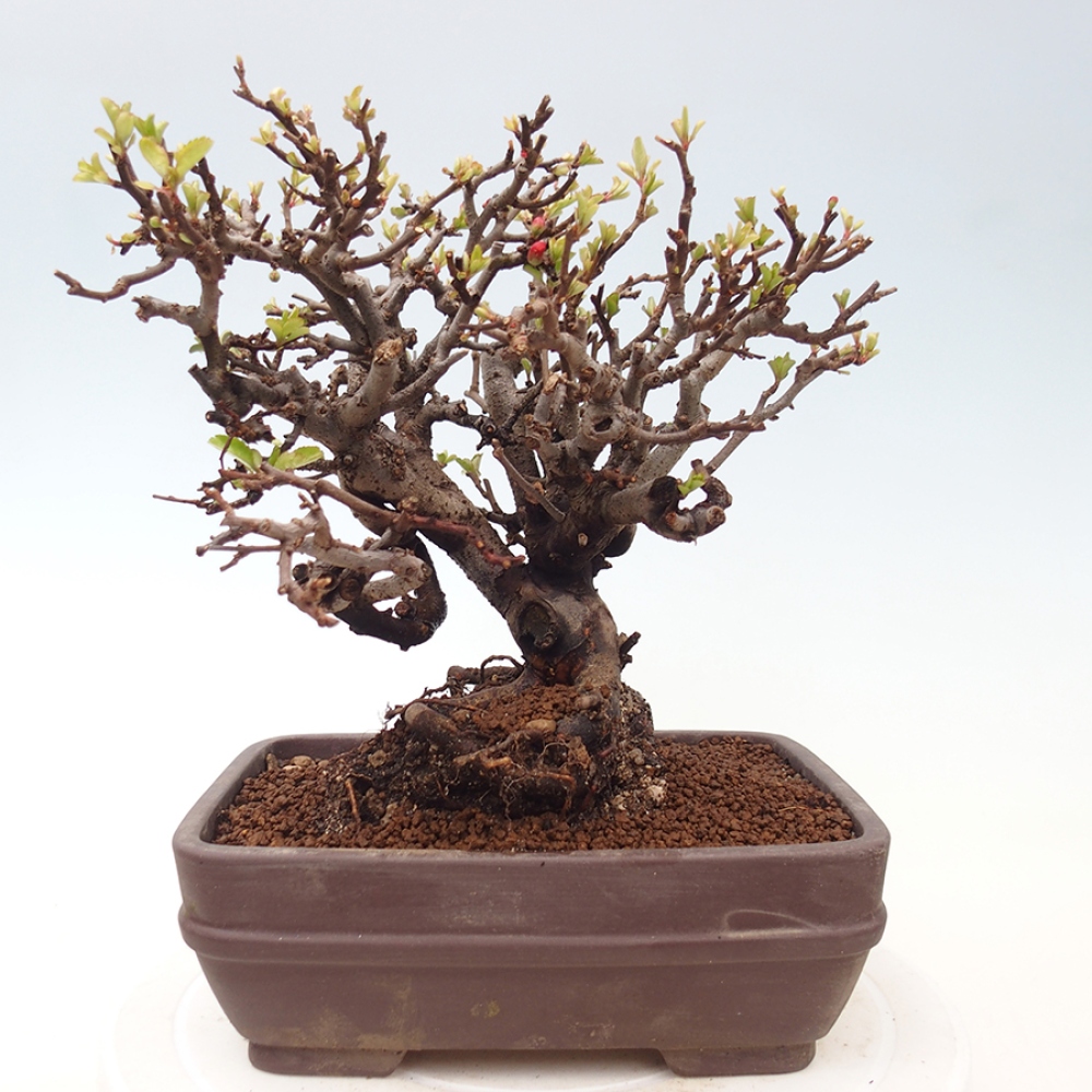 Bonsai für draußen - Chaneomeles speciosa - Quitte